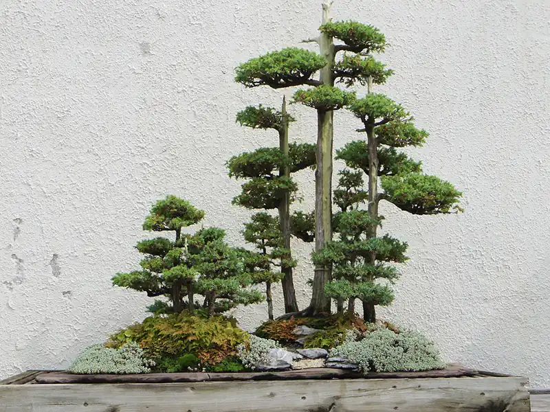 bonsai forest