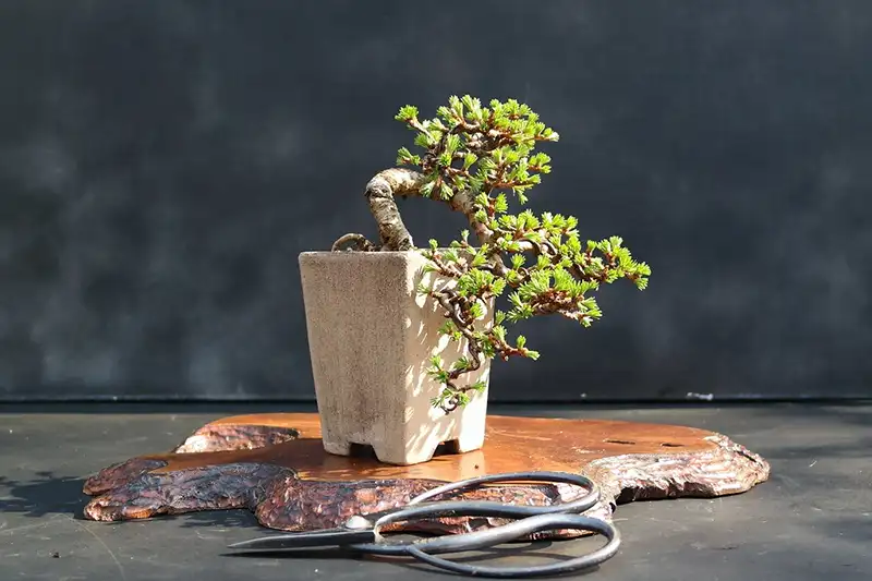 cascade bonsai