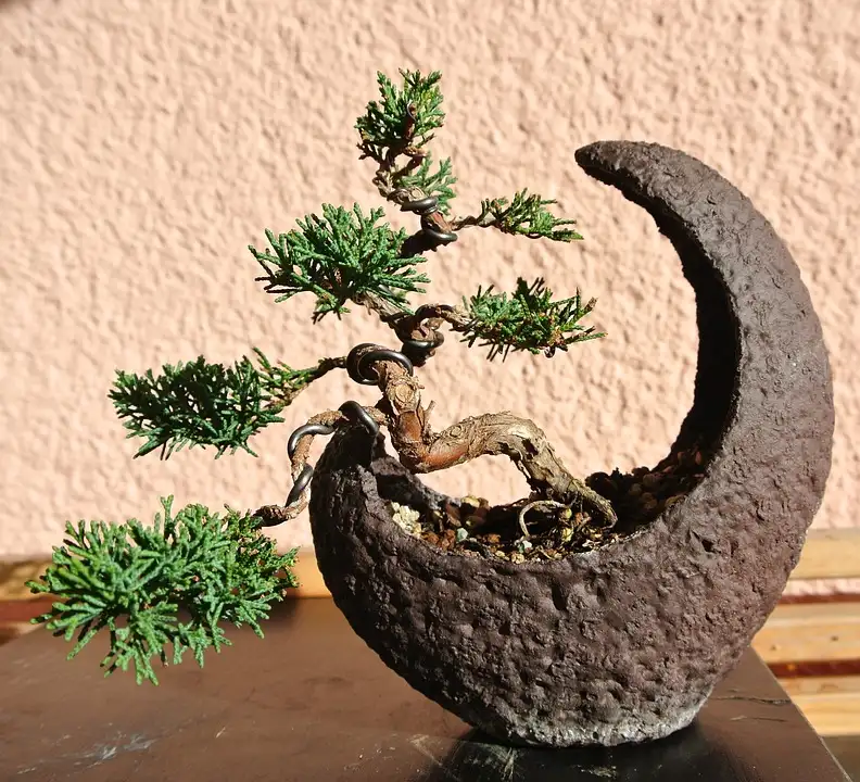 cascade bonsai