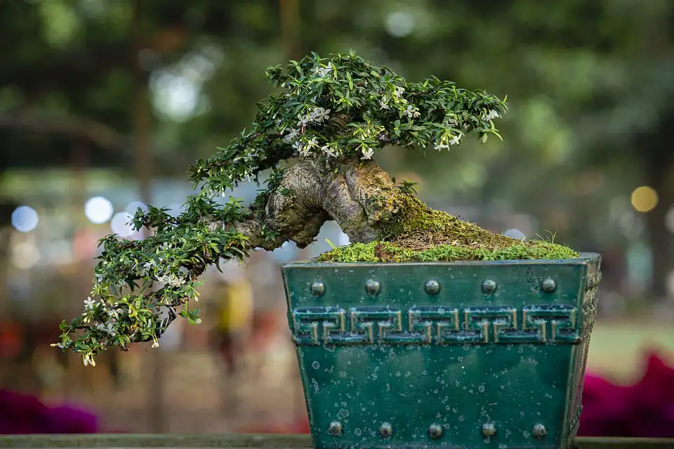 cascade bonsai