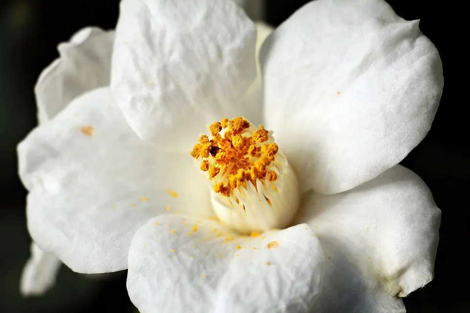 pruning camellias