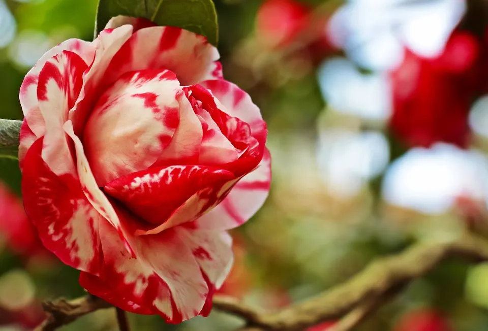 pruning camellias