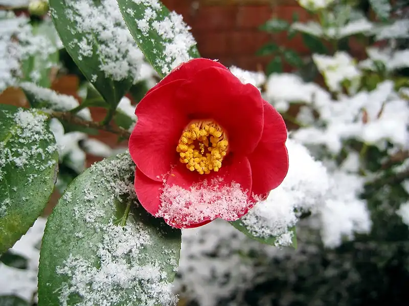 pruning camellias