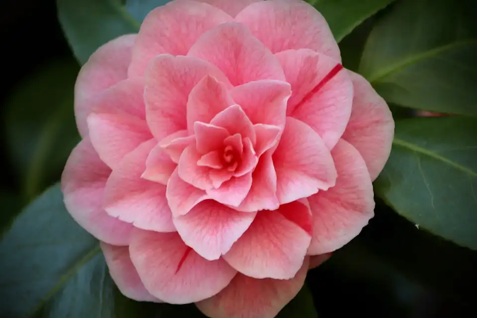 pruning camellias