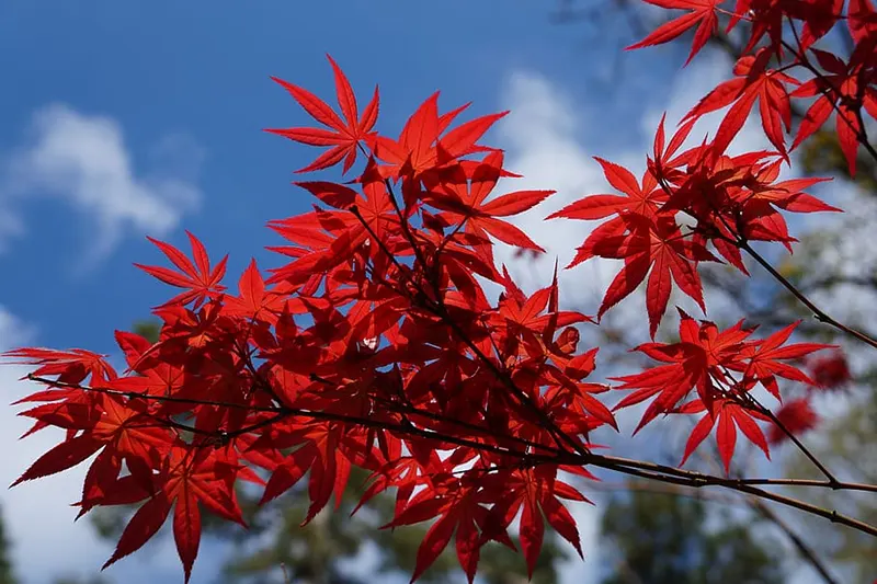 Bloodgood Japanese Maple