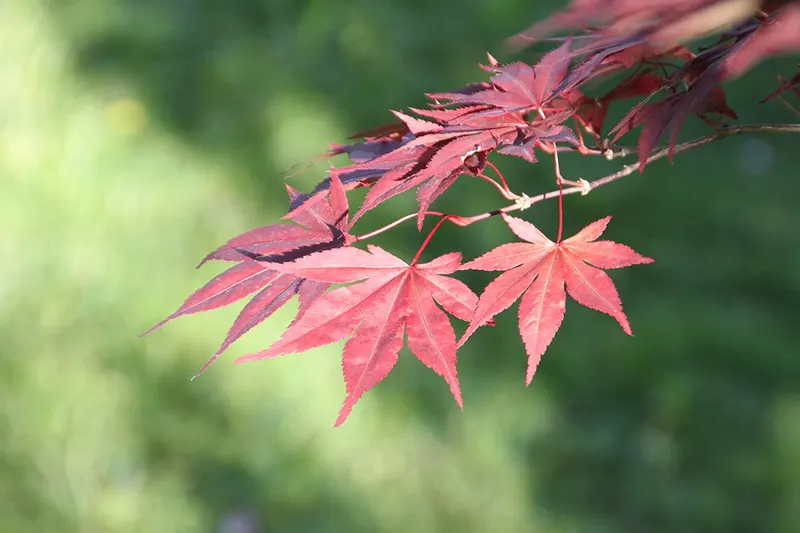 Bloodgood Japanese Maple