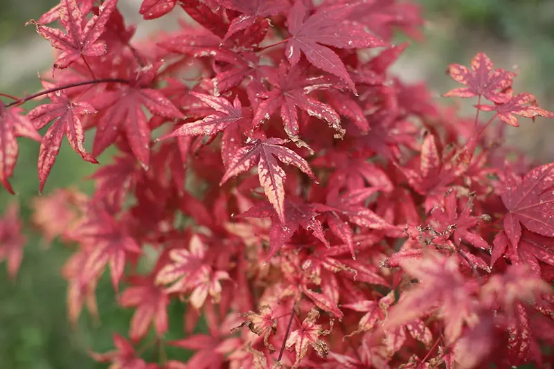 Bloodgood Japanese Maple