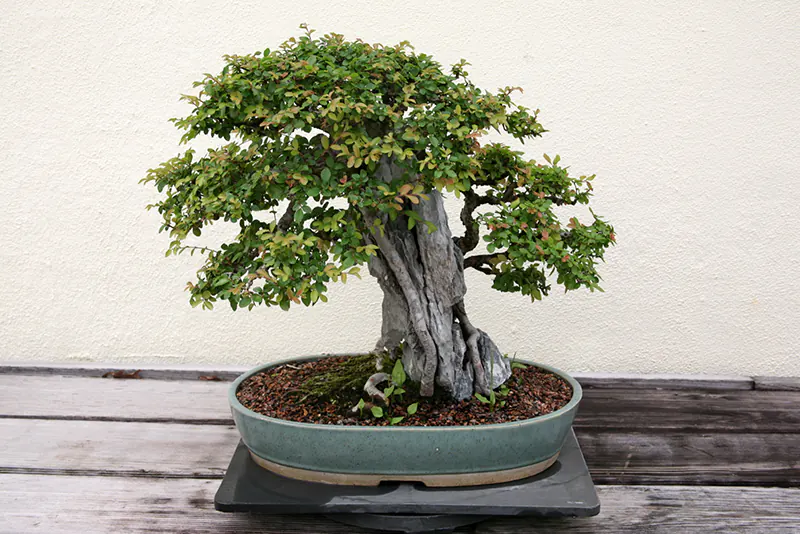 Chinese Elm Fertilizer Guide | Bonsai Care Details