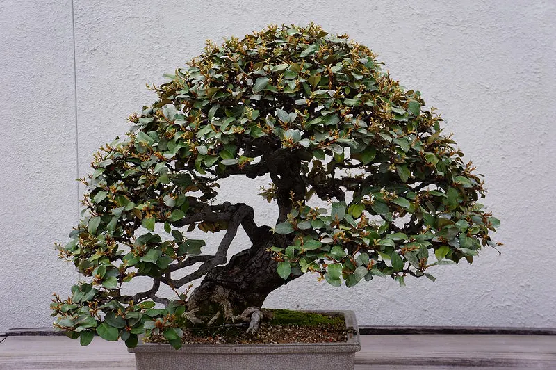 Chinese Elm Fertilizer Guide