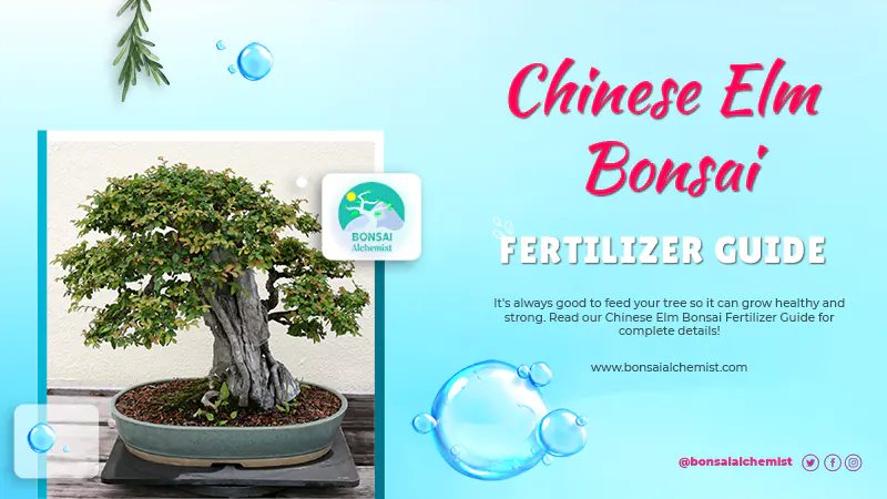 Chinese Elm Fertilizer Guide