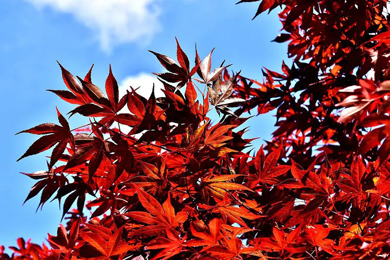 Cloning a Japanese Maple Tree