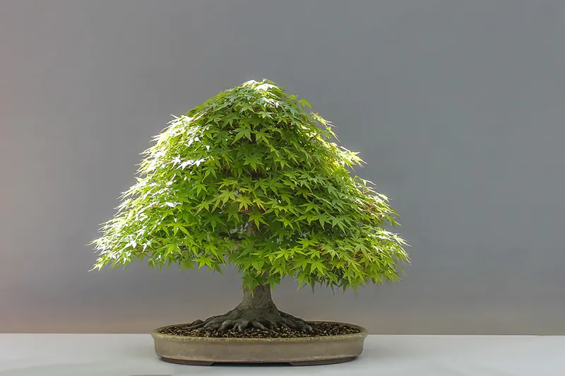 Cloning a Japanese Maple Tree