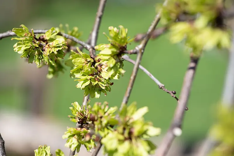 Do Elm Trees have Flowers