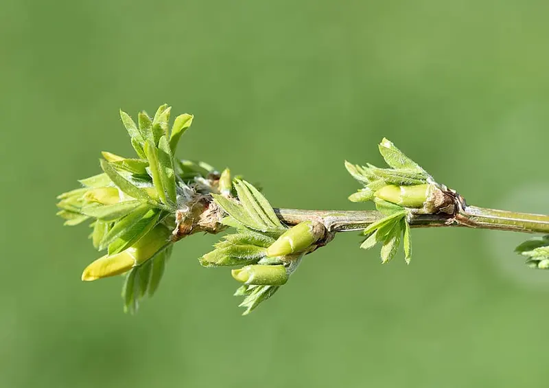 Do Elm Trees have Flowers