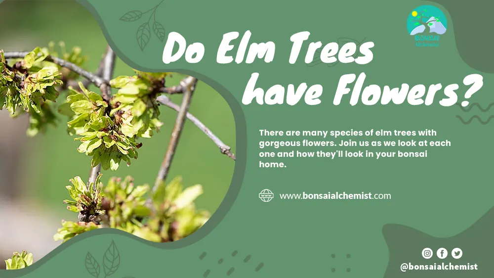 Do Elm Trees have Flowers