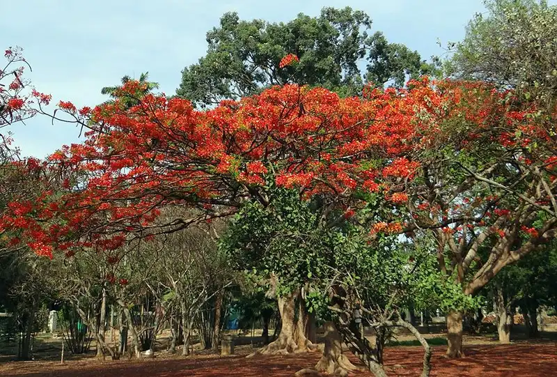 Flame Tree bonsai