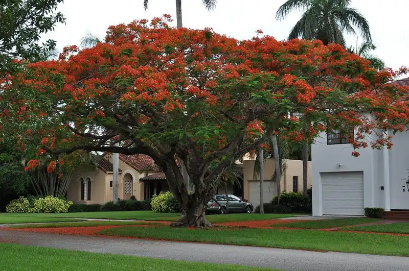 Flame Tree bonsai