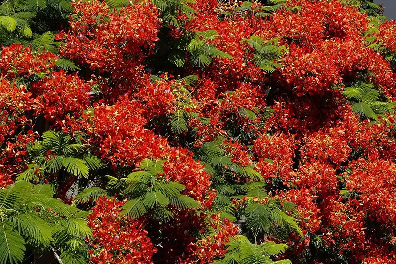 Flame Tree bonsai