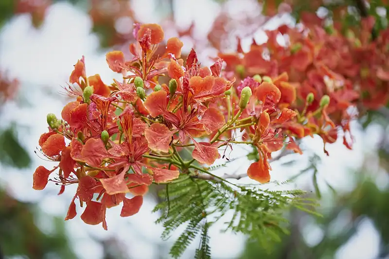 Flame Tree bonsai