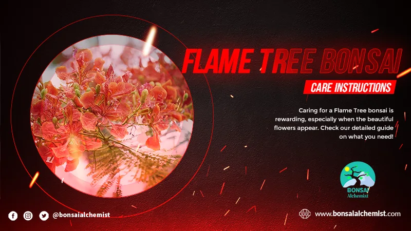 Flame Tree bonsai
