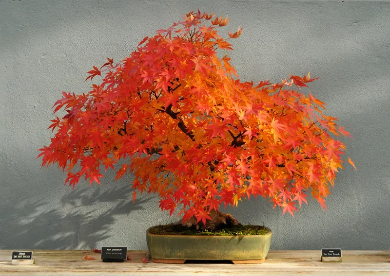 How Do I Make My Japanese Maple Bonsai Grow Faster