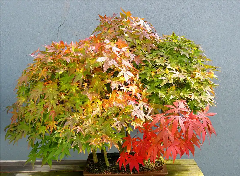 How Do I Make My Japanese Maple Bonsai Grow Faster