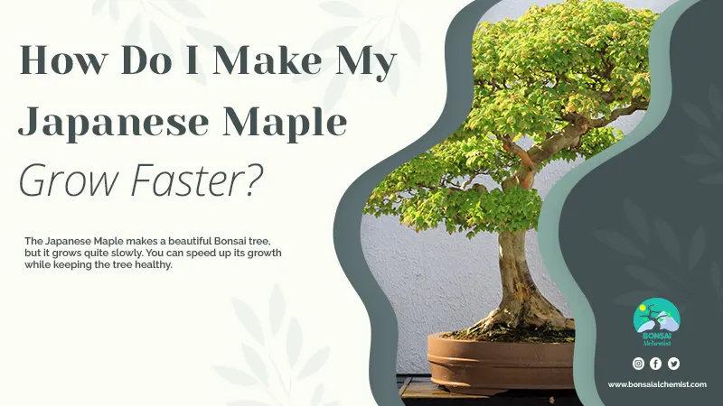 How Do I Make My Japanese Maple Bonsai Grow Faster
