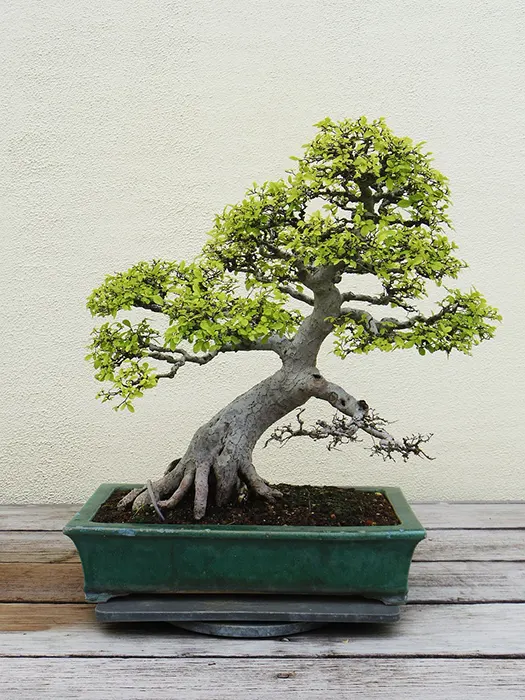 How Do I Revive My Chinese Elm Bonsai