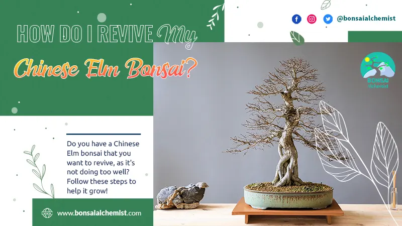 How Do I Revive My Chinese Elm Bonsai