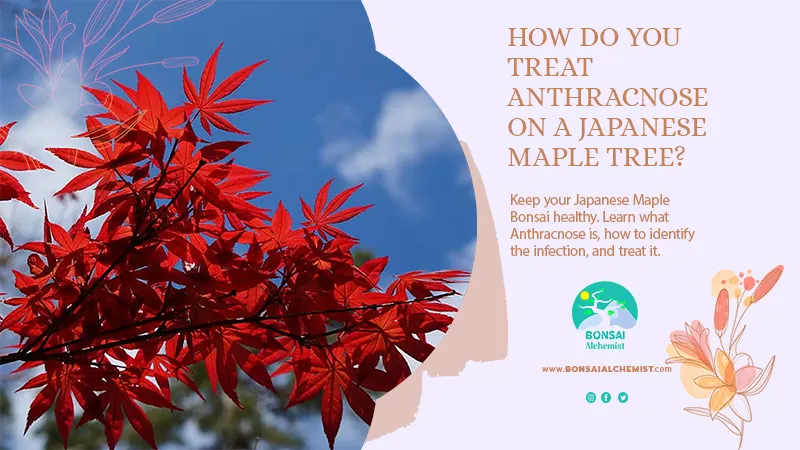 How Do You Treat Anthracnose on a Japanese Maple Tree