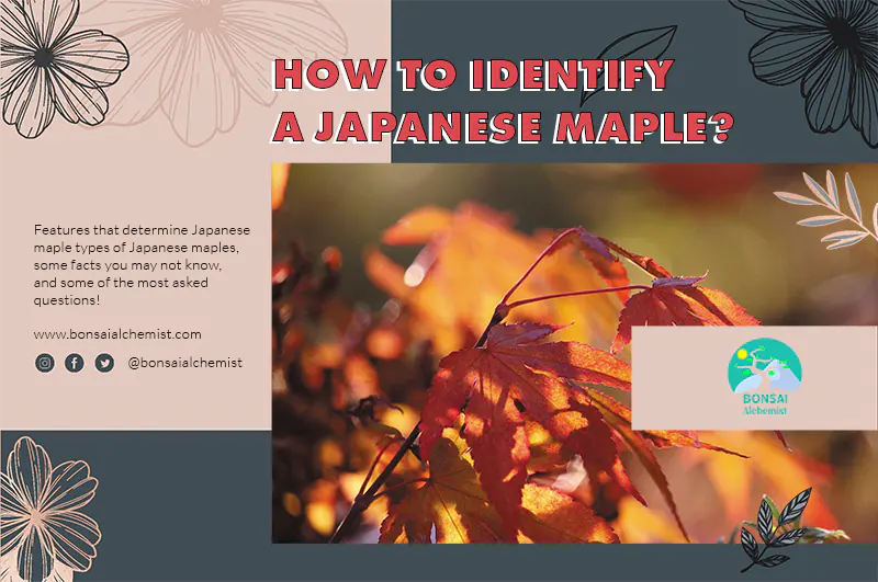 How to Identify a Japanese Maple