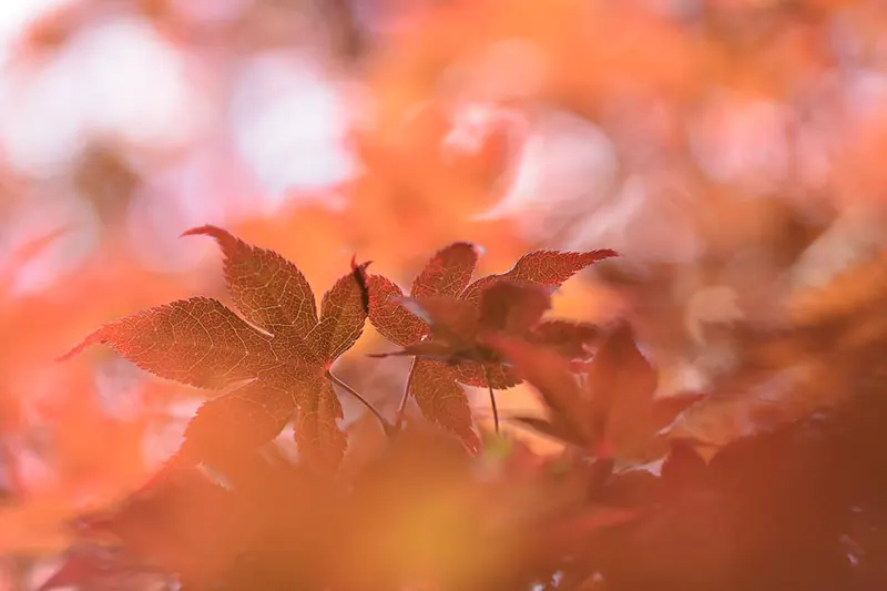 How to Identify a Japanese Maple