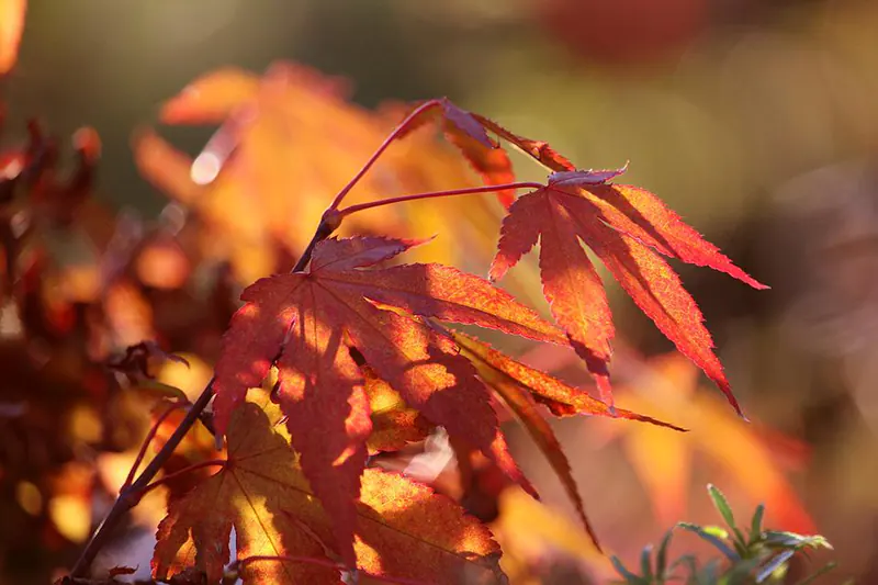 How to Identify a Japanese Maple