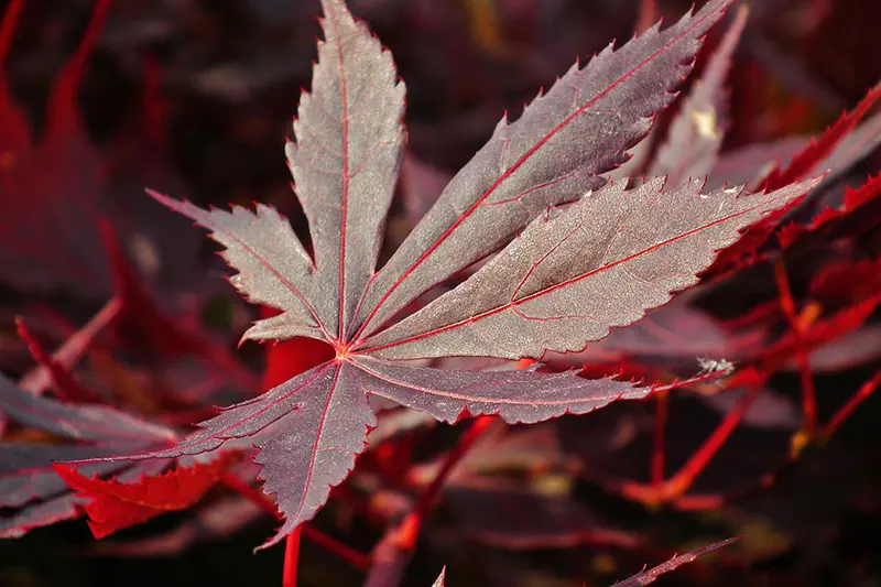 How to Identify a Japanese Maple