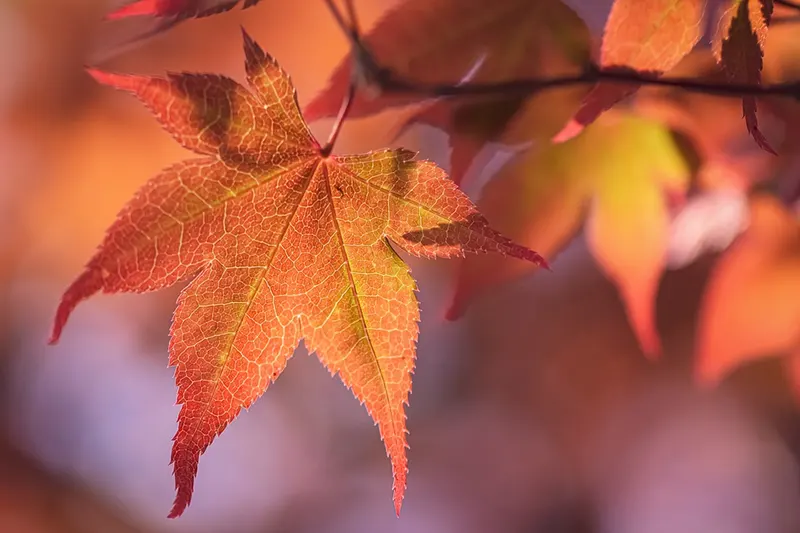 How to Propagate Japanese Maple Cuttings Successfully