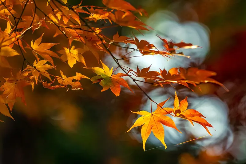 How to Propagate Japanese Maple Cuttings Successfully