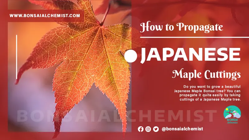 How to Propagate Japanese Maple Cuttings Successfully