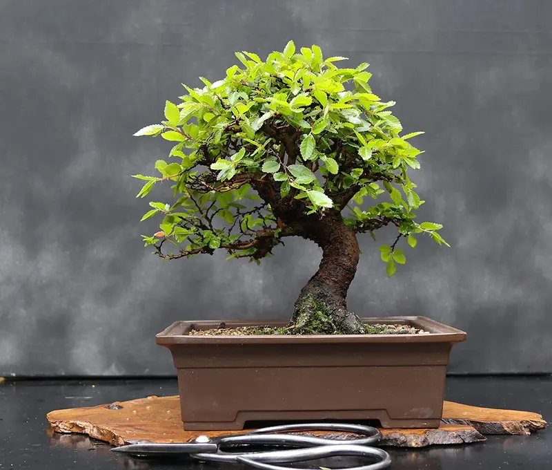 Is the Chinese elm bonsai an indoors or outdoors tree
