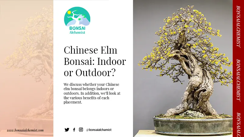 Is the Chinese elm bonsai an indoors or outdoors tree