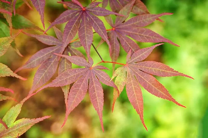 Japanese Maple Bonsai Winter Care