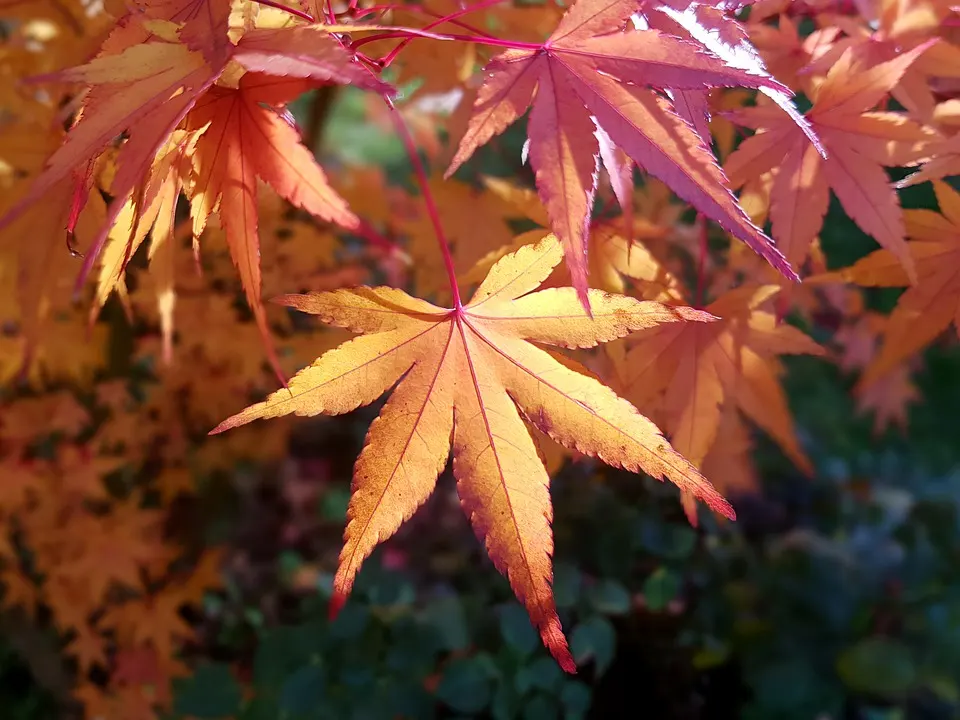 Japanese Maple Bonsai Pests and Diseases