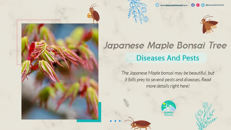 Japanese Maple Bonsai Pests and Diseases