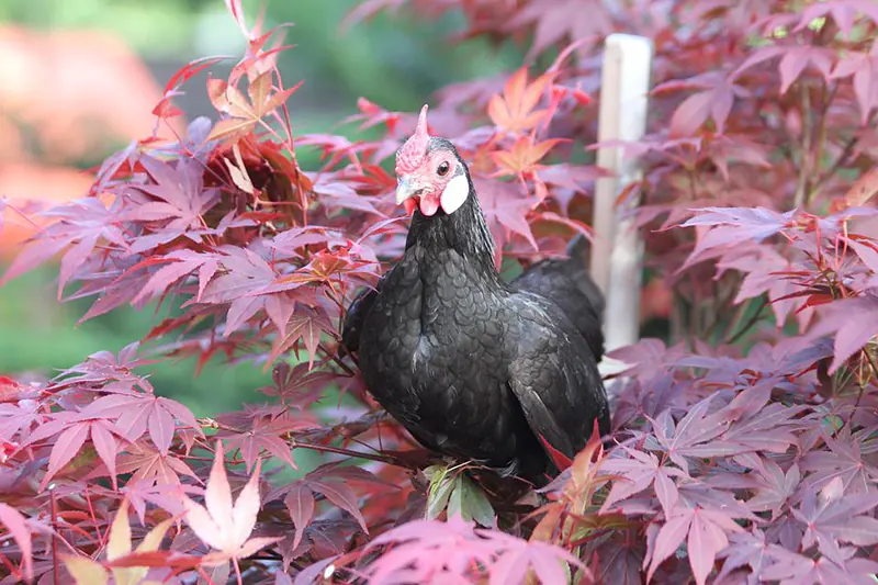 Japanese Maple Fertilizer Guide