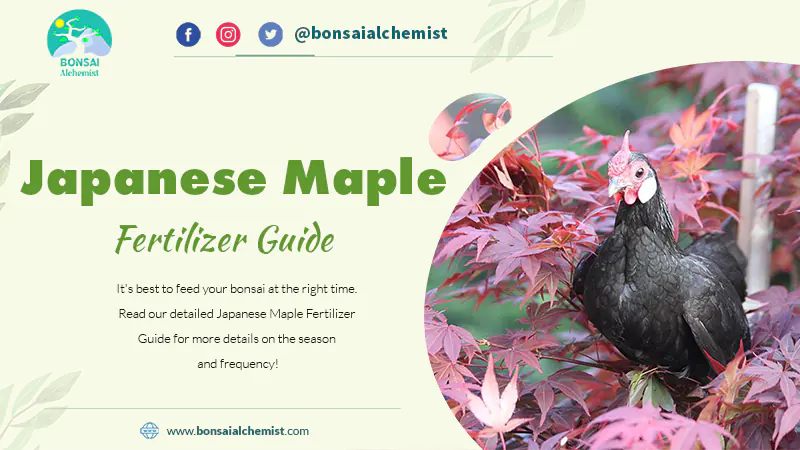Japanese Maple Fertilizer Guide