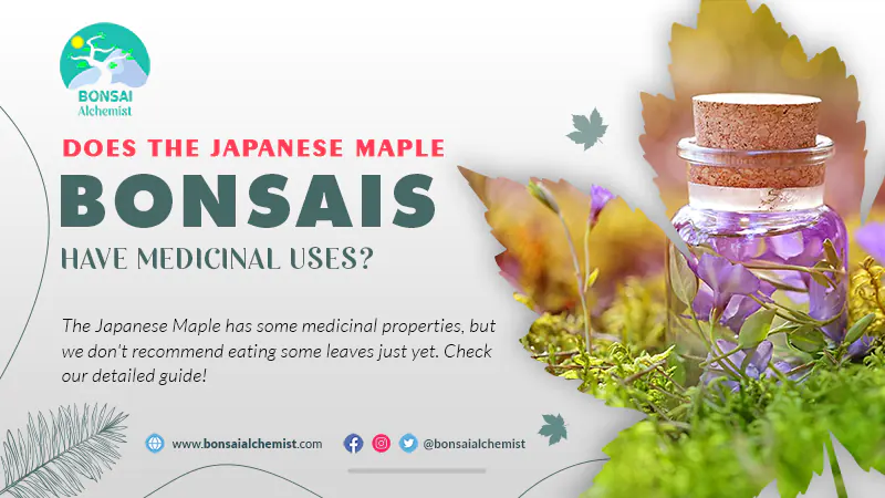 Japanese Maple Medicinal Uses