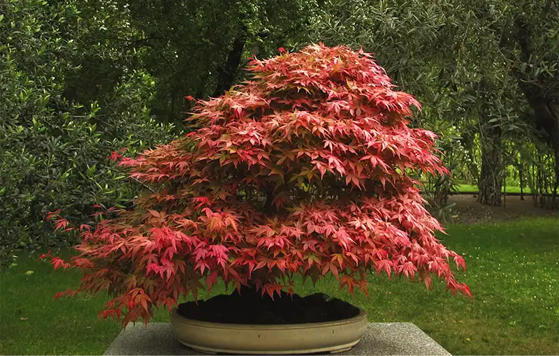 Japanese Maple Overwatering Symptoms