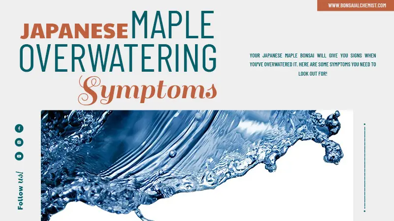 Japanese Maple Overwatering Symptoms