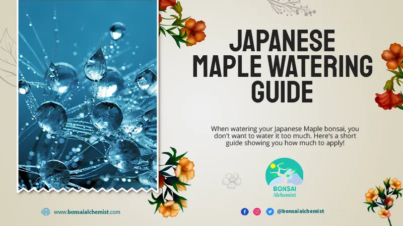 Japanese Maple Watering Guide