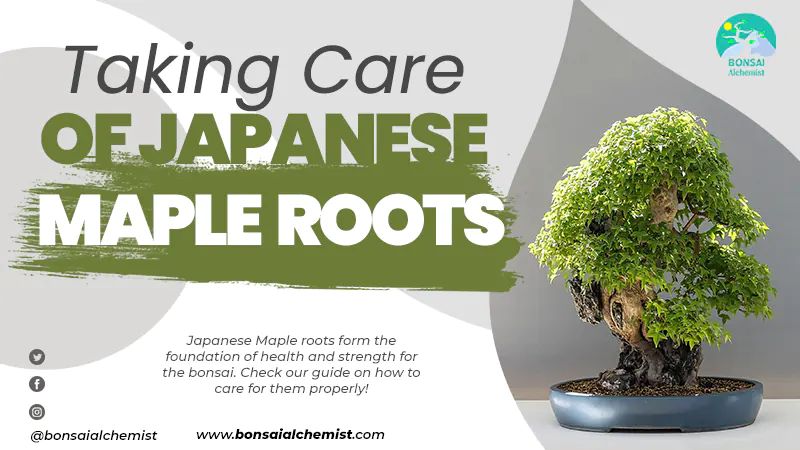 Japanese Maple roots