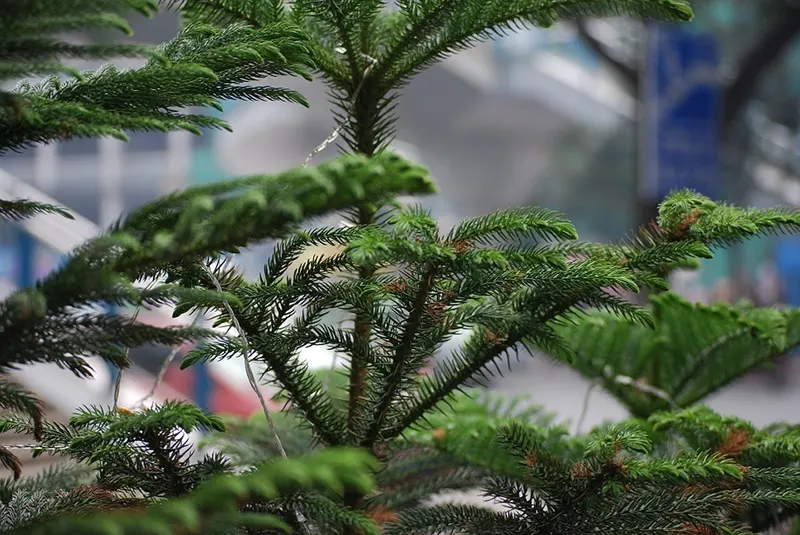 Norfolk Island Pine bonsai